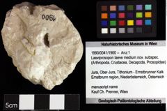 Foto (Objket + Etiketten) von Cracensigillatus acutirostrus (Moericke, 1889) 